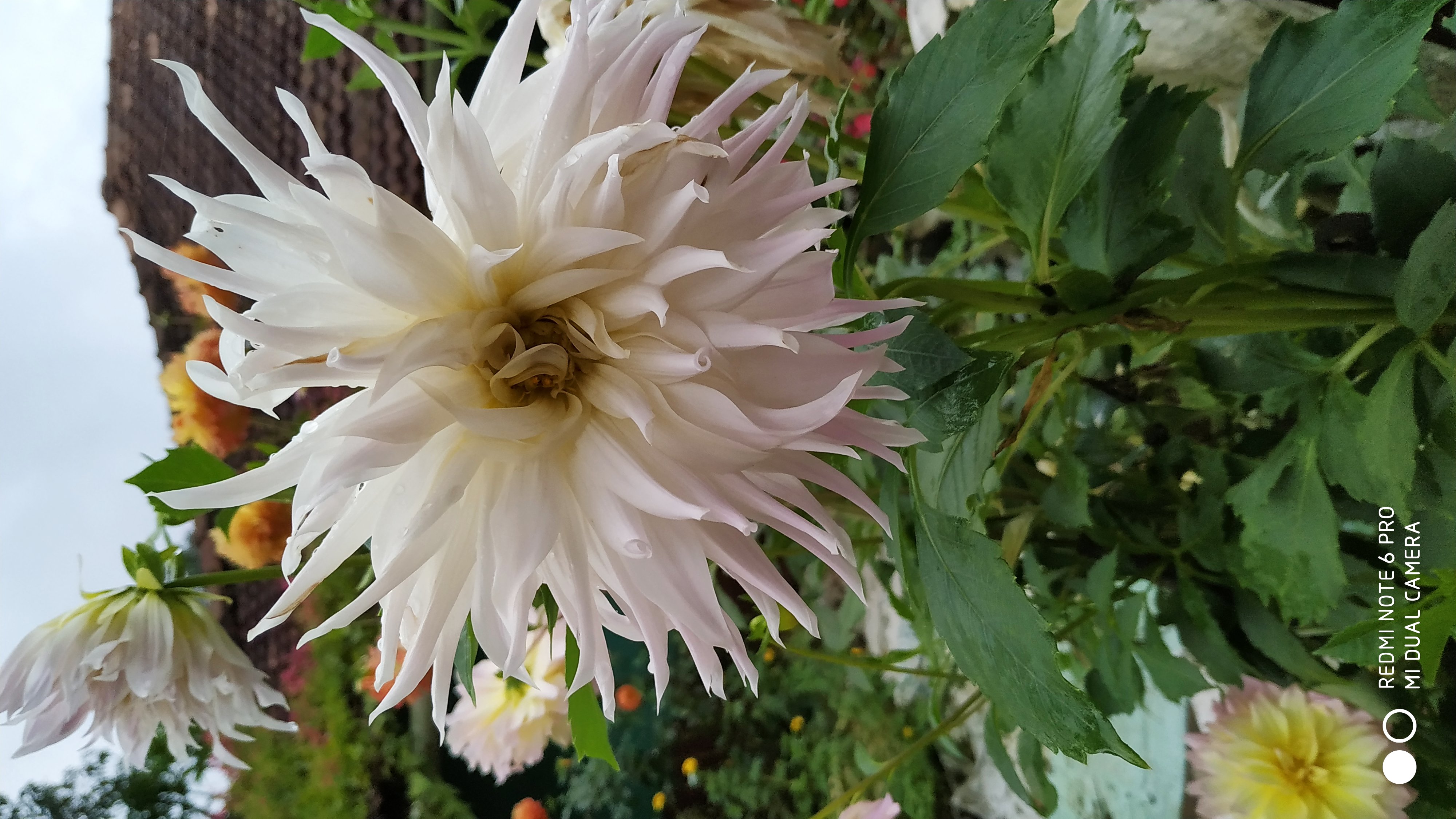 Dhere Flower Gardner