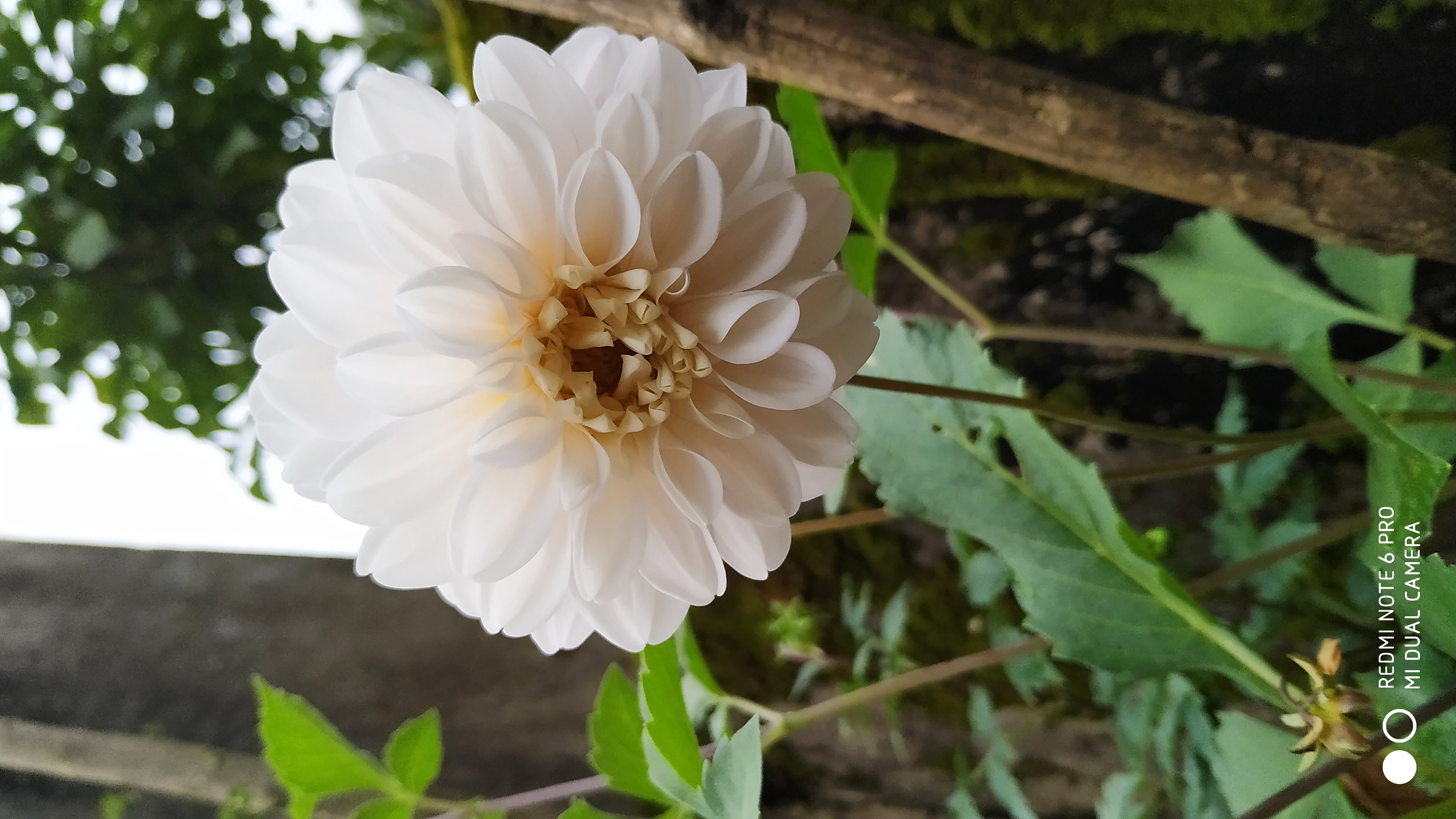 Dhere Flower Gardner